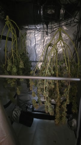 ethos genetics  — harvest, day 116