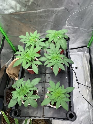 Papaya Frosting  — vegetative, day 21