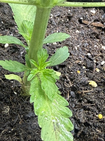 Random Seed — vegetative, day 19