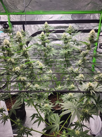 Blue — flower, day 4