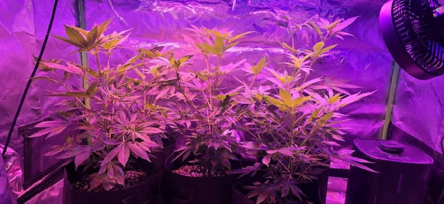 basement grow — flower, day 51