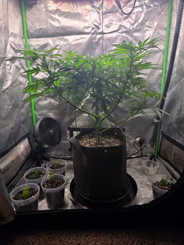 First grow — flower, day 54
