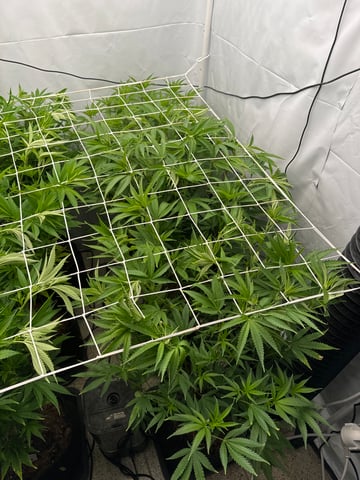 Permanent Marker, Gary Payton — flower, day 4