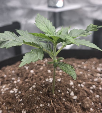 August Grow — grow_setup, day 25