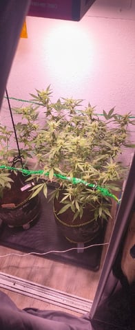 pineapple Express  — flower, day 13