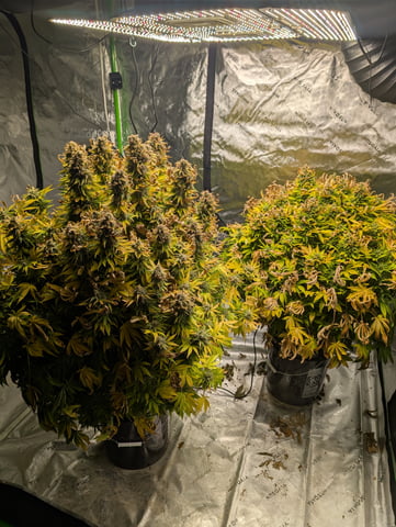 First Legal Grow — flower, day 141