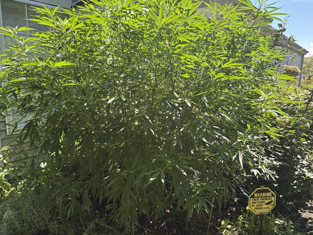 Grimm Glue  — flower, day 56