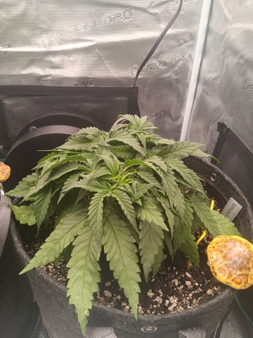 Master Kush — vegetative, day 1