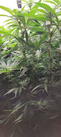 $chooners Grow — flower, day 8