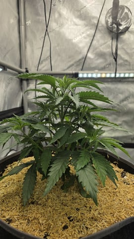 Strawberry Sugar  — vegetative, day 37