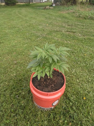 Motorbreath 15 — vegetative, day 1