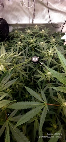 Found my Females... Game On! — flower, day 154