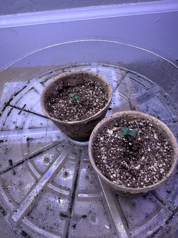 3rd grow  — seedling_rooting, day 1