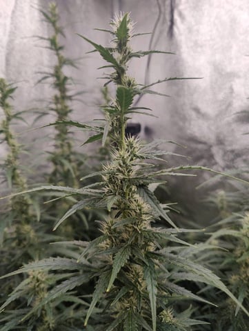 Fast Buds Gorilla Z auto — flower, day 61