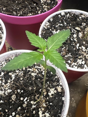 Starting My Own Genetics — grow_setup, day 1