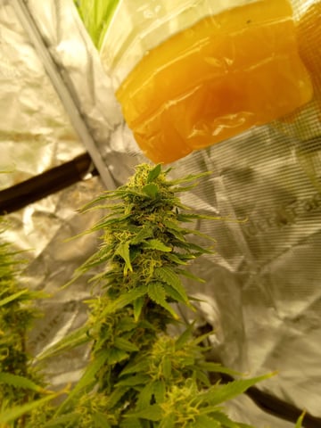 Blueberry critical kush x purple peyote wifi  and one L.a kush cake . — flower, day 77