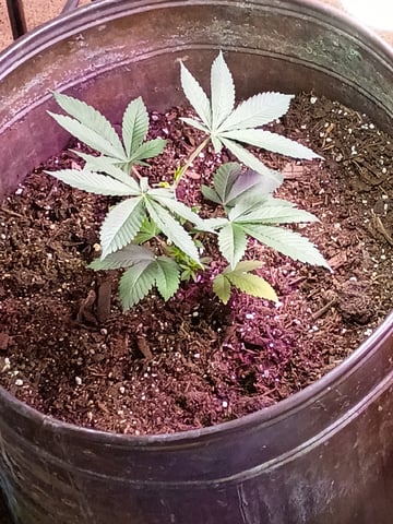 Round Deuce  — vegetative, day 32
