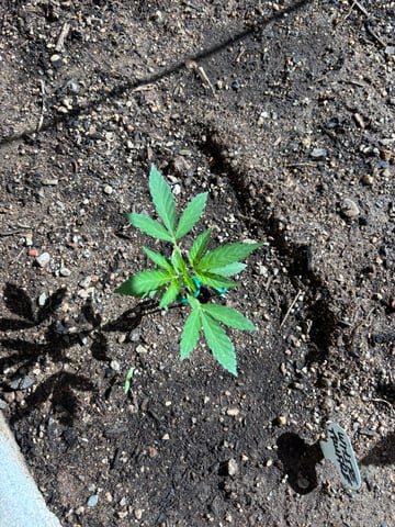 new seeds grow #2 — vegetative, day 31