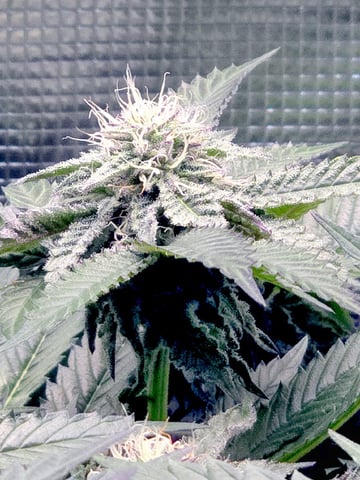 Divine Gelato 3 x Blue Zushi x 44 Photo — flower, day 77