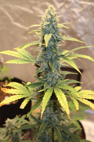 white runtz auto flower — flower, day 67