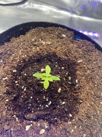  sour diesel  — seedling_rooting, day 2