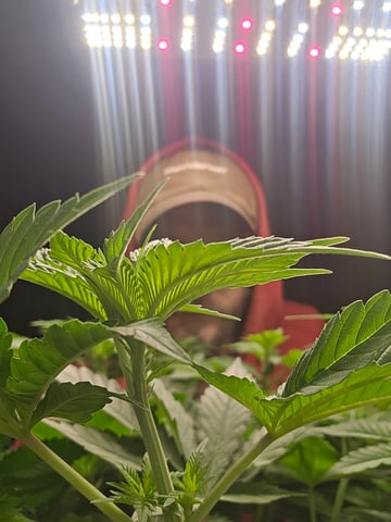 Northern lights #10 (Alaska) — flower, day 43