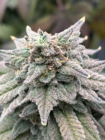 BloodMoon Gelato — flower, day 112