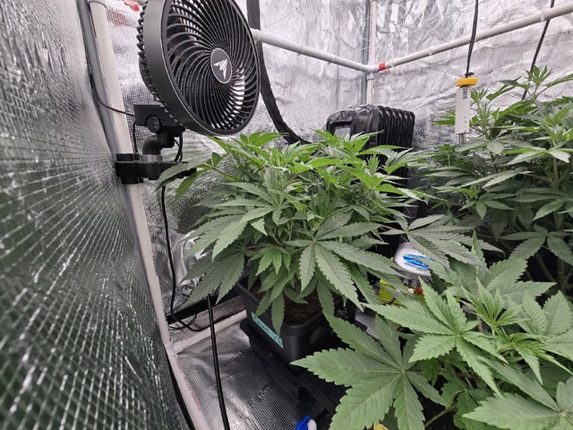 Grow 5.o — vegetative, day 38