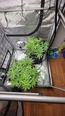 Original 1990 genetics  — vegetative, day 58