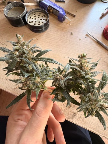 Northern Lights & Quick One  — harvest, day 53