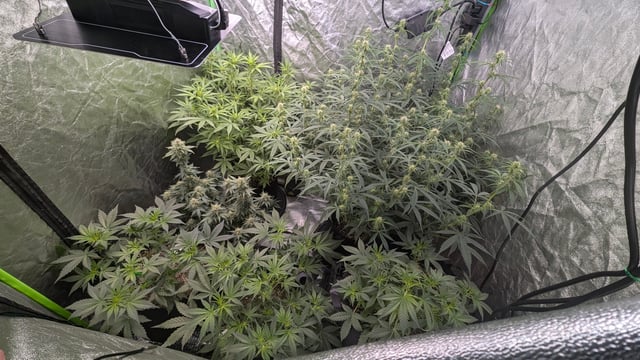 Strawberry Cheesecake Seedsman Seeds Autoflowers x2 — flower, day 52