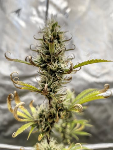 Auto OG Cush — flower, day 105