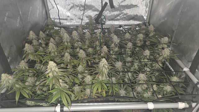 Strawberry Sugar  — flower, day 112