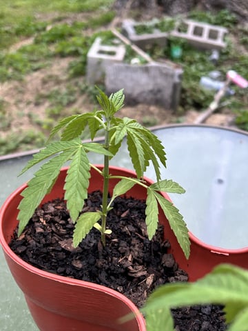 2026 Outdoor — seedling_rooting, day 10