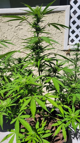 purple Kush, and Extra Large Kush — flower, day 42