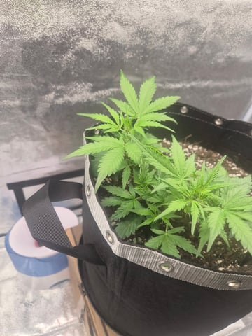 I'll get it right — vegetative, day 44