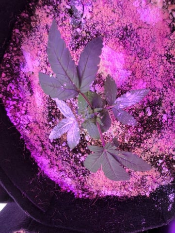 2025-26 — vegetative, day 9