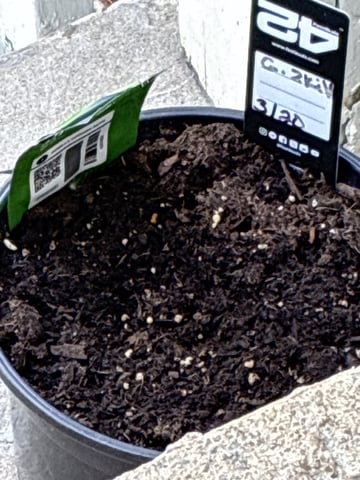 My First Grow — germination, day 76