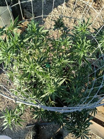 first 4 — vegetative, day 13