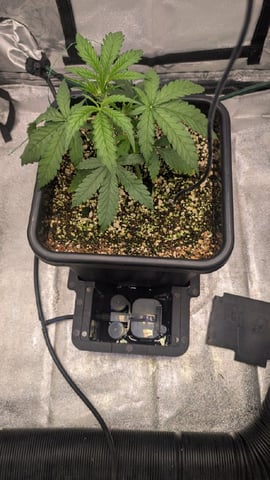 Lemon Cherry Gelato Auto — vegetative, day 25