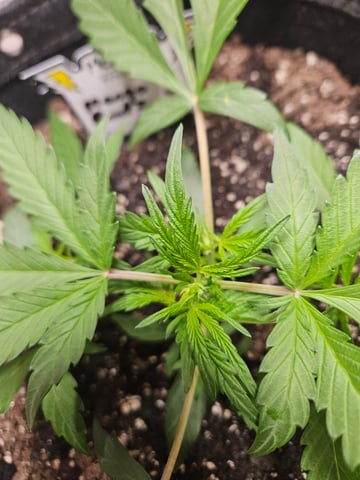 Mango Runtz — seedling_rooting, day 32