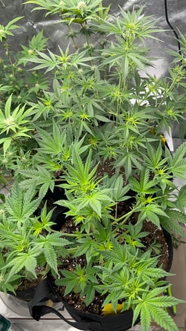 420 Fast Buds Mixed Pack — flower, day 38