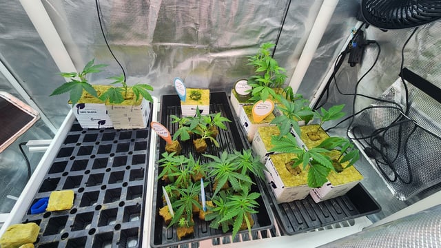 veg tent adventures! — vegetative, day 3