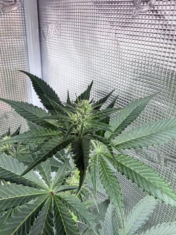 First Time Grower Long Time Blazer — flower, day 20