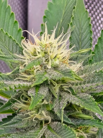 Purple Haze  — flower, day 83