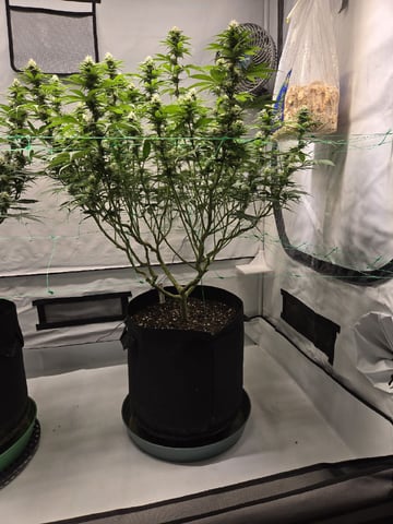Zoap & Mimosa x OrangePunch — flower, day 99