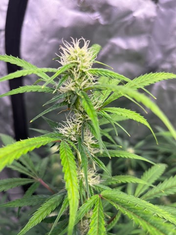 Blueberry auto — flower, day 75