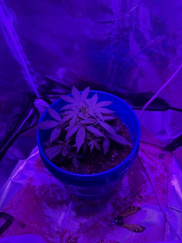 Gorilla glue — vegetative, day 21