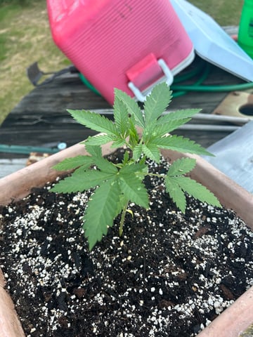 White Widow Twins — vegetative, day 26