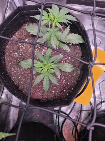 Vanna's Vanilla — vegetative, day 28